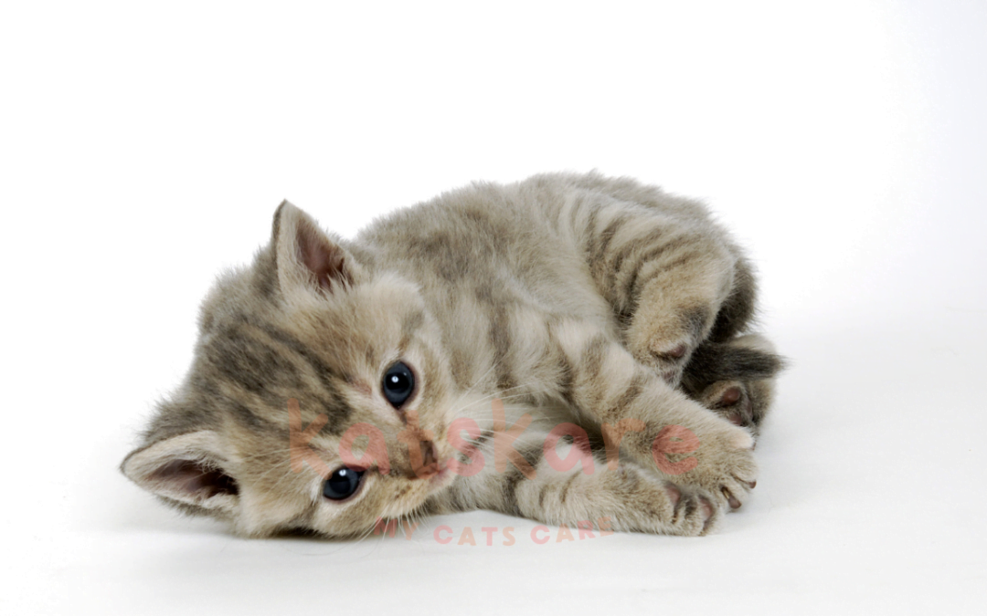 Signs of Dehydration in Kittens and Cats