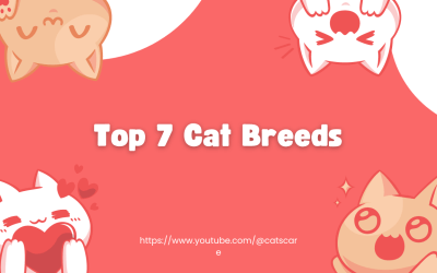 Top 7 and Famous Cats Breeds