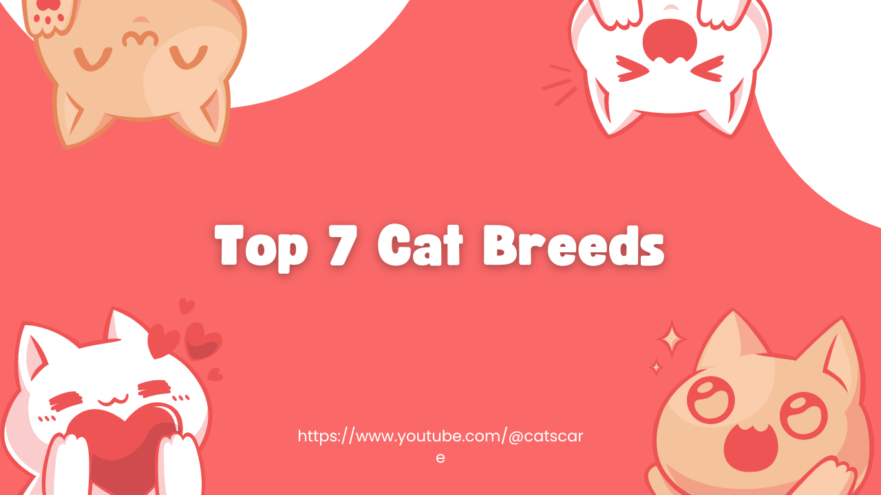 Top 7 Cat Breeds