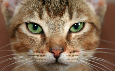 The Abyssinian Cat