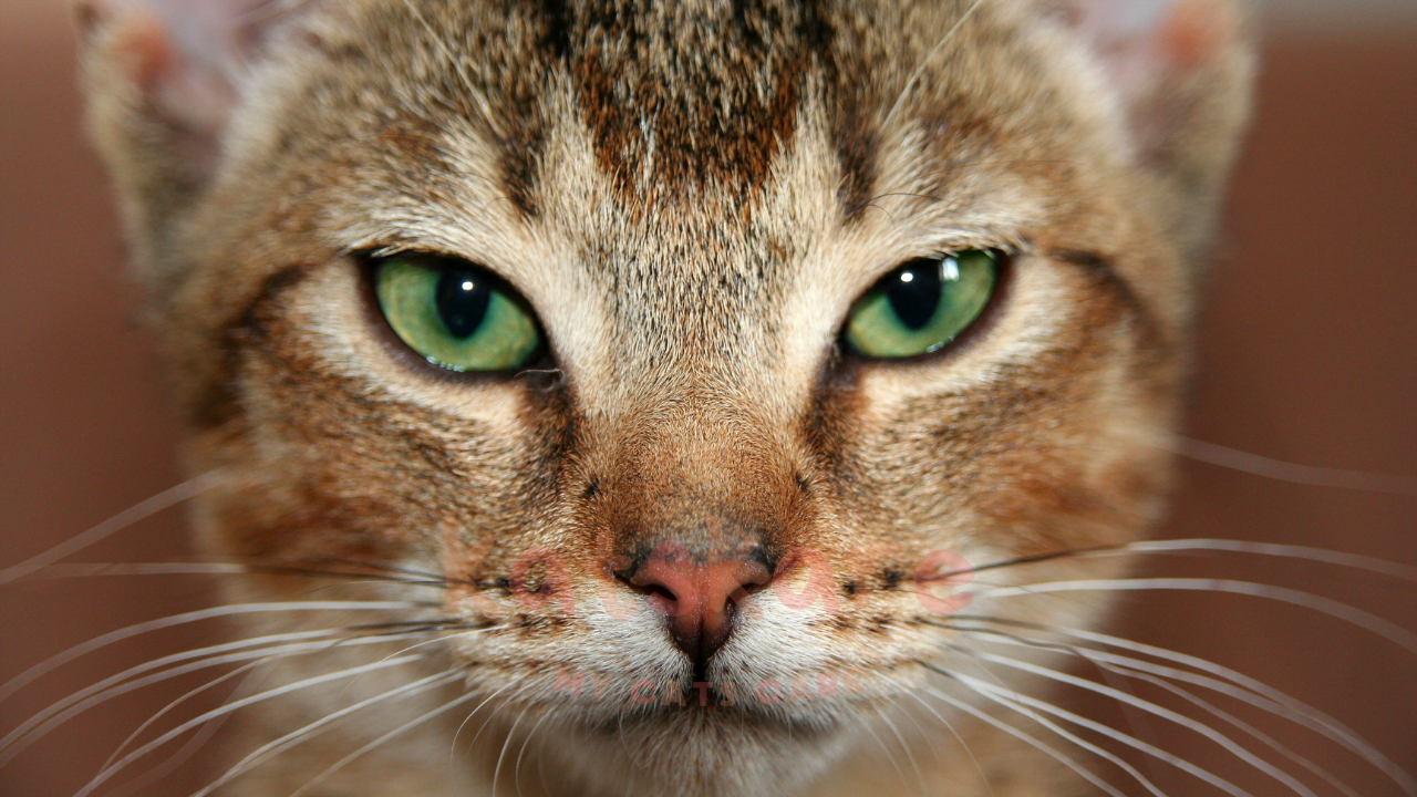 Abyssinian Cat