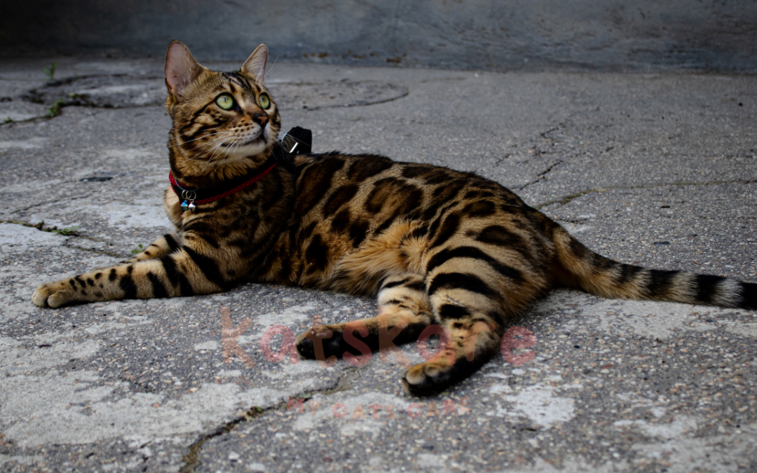 The Bengal Cat