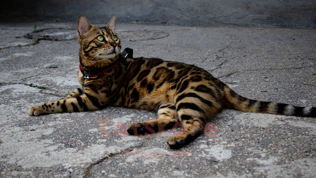 Bengal Cat