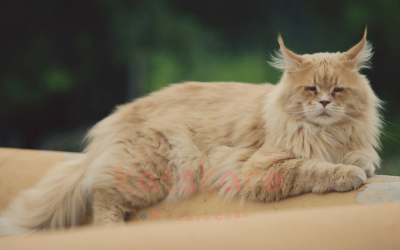 The Maine Coon Cat