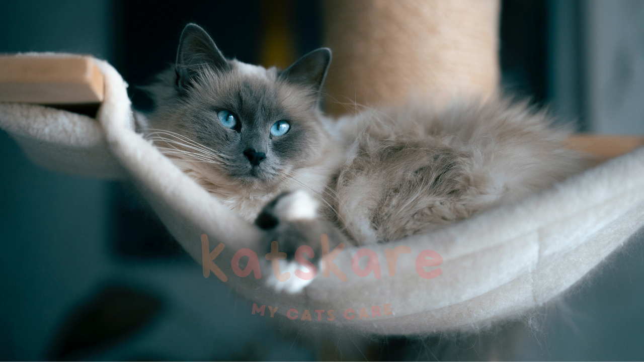 Ragdoll Cat