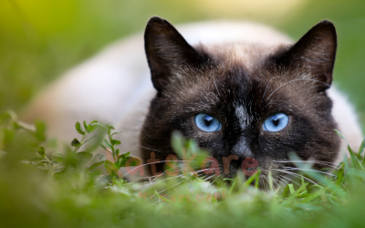 The Siamese Cat