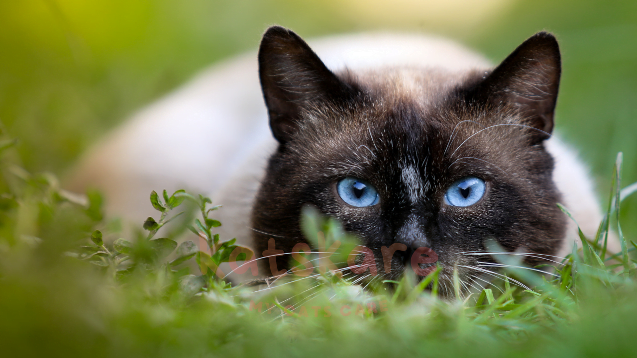 Siamese Cat