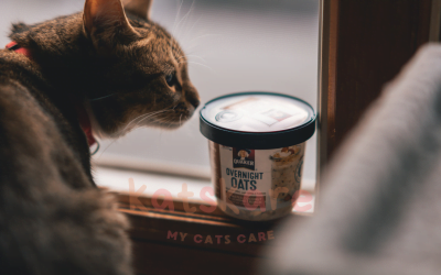 How to Choose the Right Cat Food